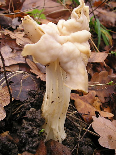 helvella