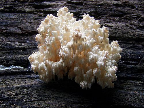 hericium