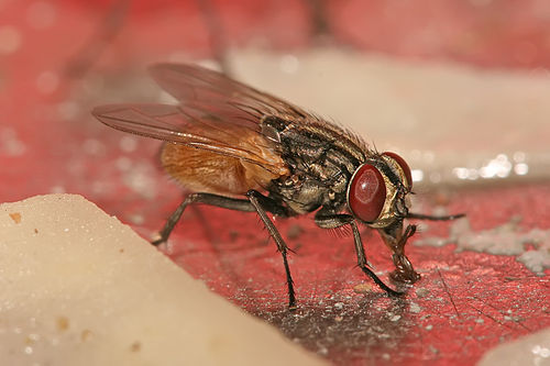 housefly