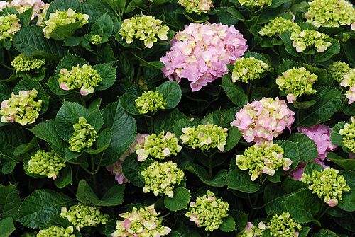 hydrangea