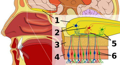 hyperosmia