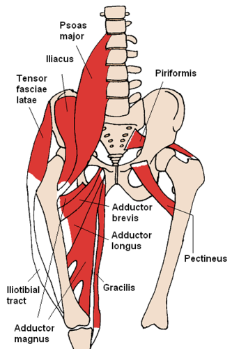 iliopsoas