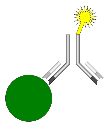 immunoassay