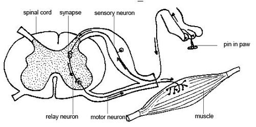 interneuron