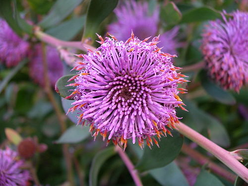 isopogon