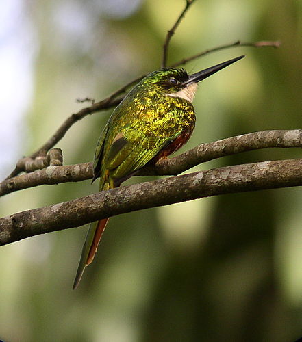 jacamar