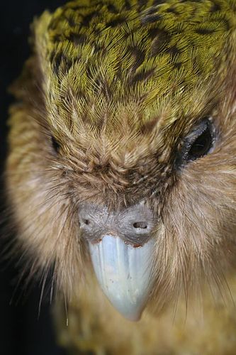 kakapo