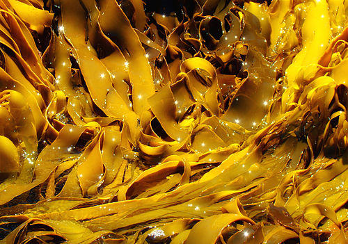 kelp