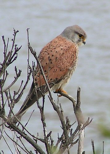 kestrel