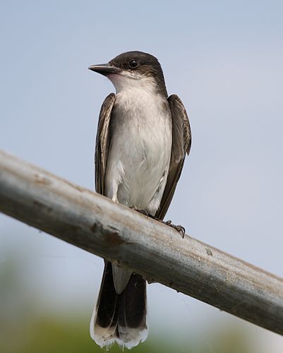 kingbird