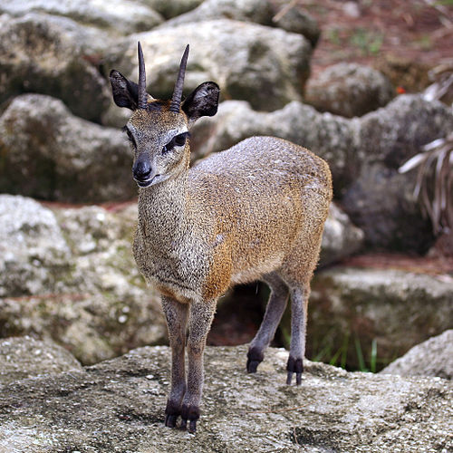 klipspringer