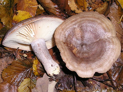 lactarius