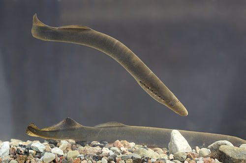 lamprey