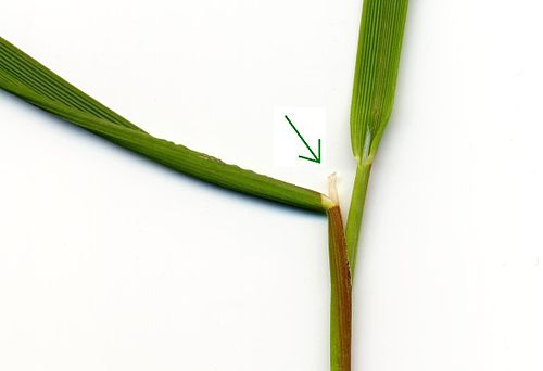 ligule