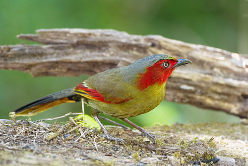 liocichla