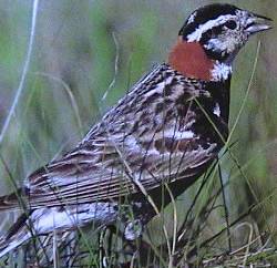 longspur