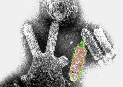 lyssavirus