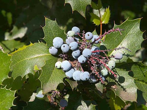 mahonia