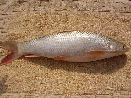 mahseer