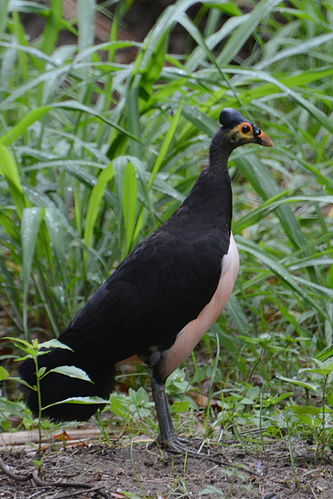 maleo