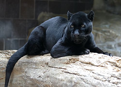 melanism