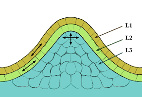 meristem