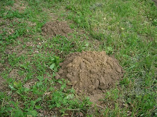 molehill