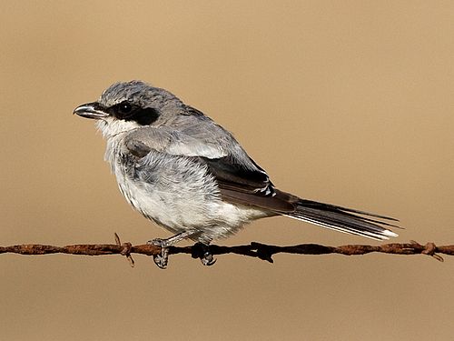 moulting