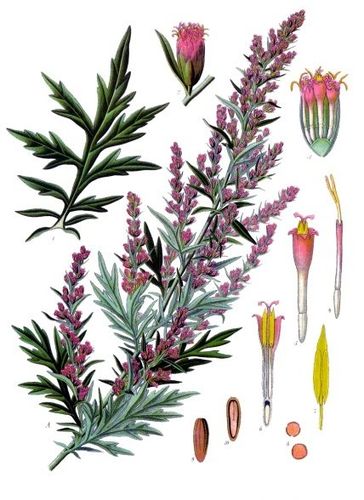 mugwort