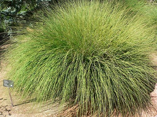 muhlenbergia