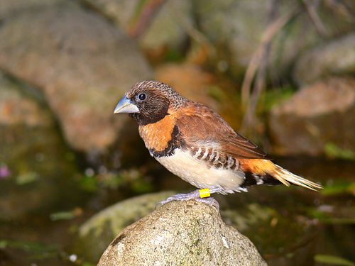 munia