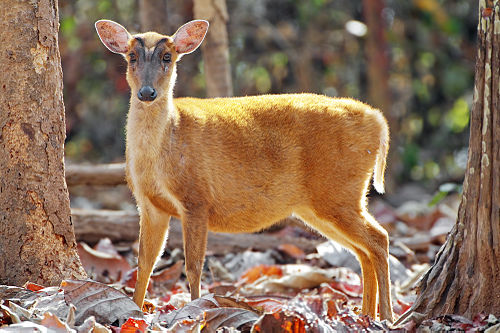 muntjac