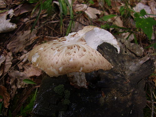 neolentinus