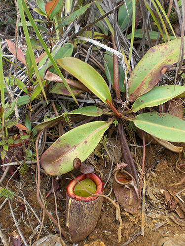 nepenthes