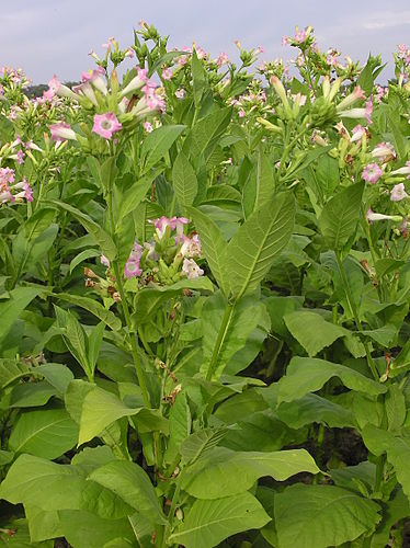 nicotiana