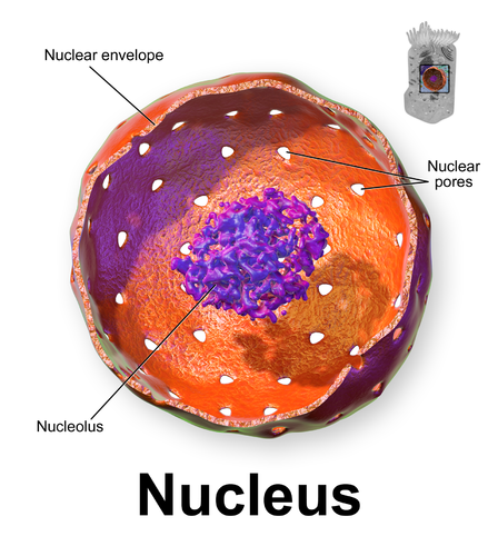 nucleolus