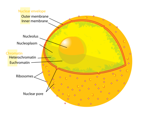 nucleoplasm