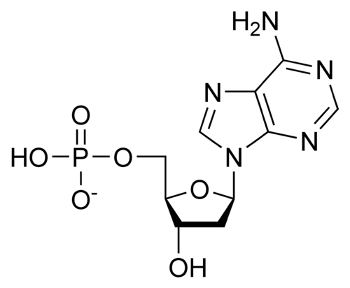 nucleotide