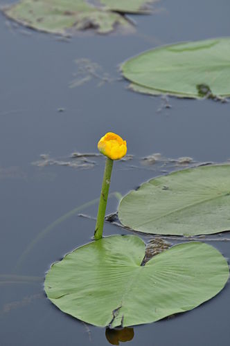 nuphar