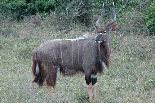 nyala