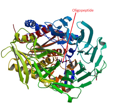 oligopeptidase