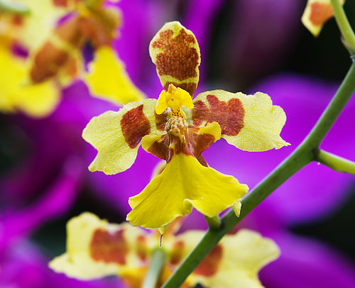 oncidium