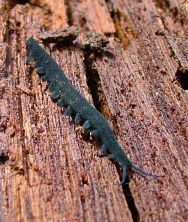 onychophora