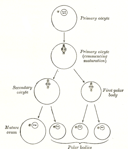 oocyte