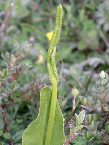 ophioglossum