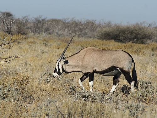 oryx