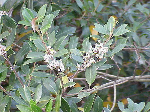 osmanthus