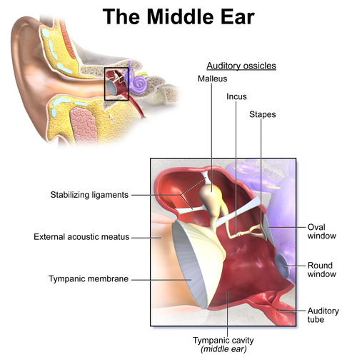 ossicles