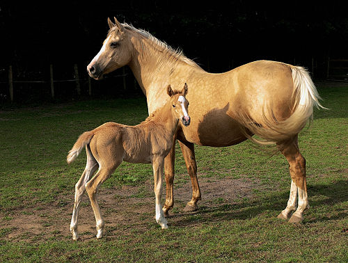 palomino