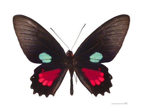 parides